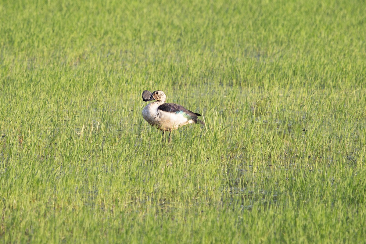 Knob-billed Duck - Levi Kelder