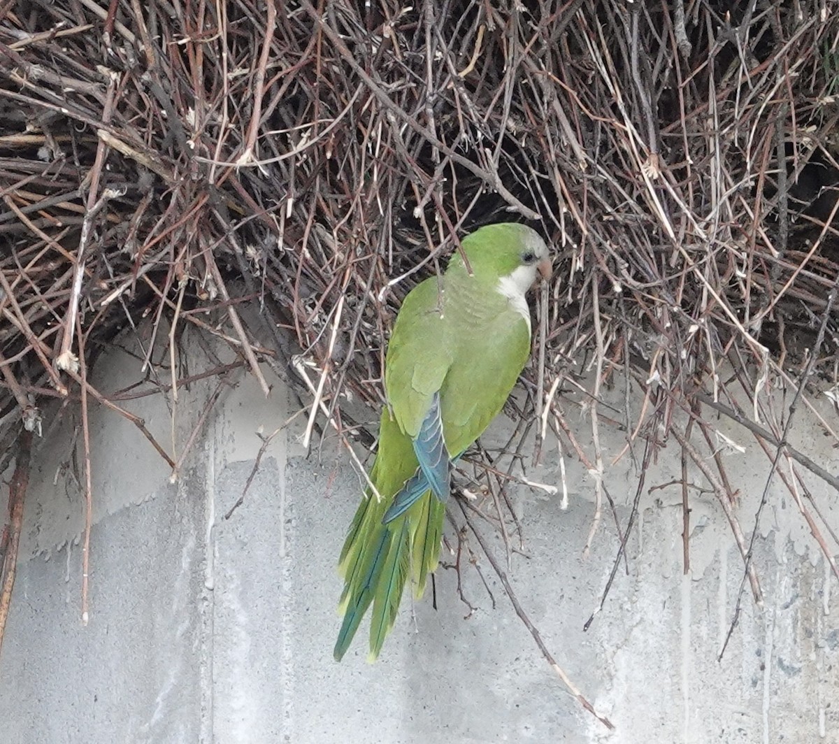 Monk Parakeet - ML581351731