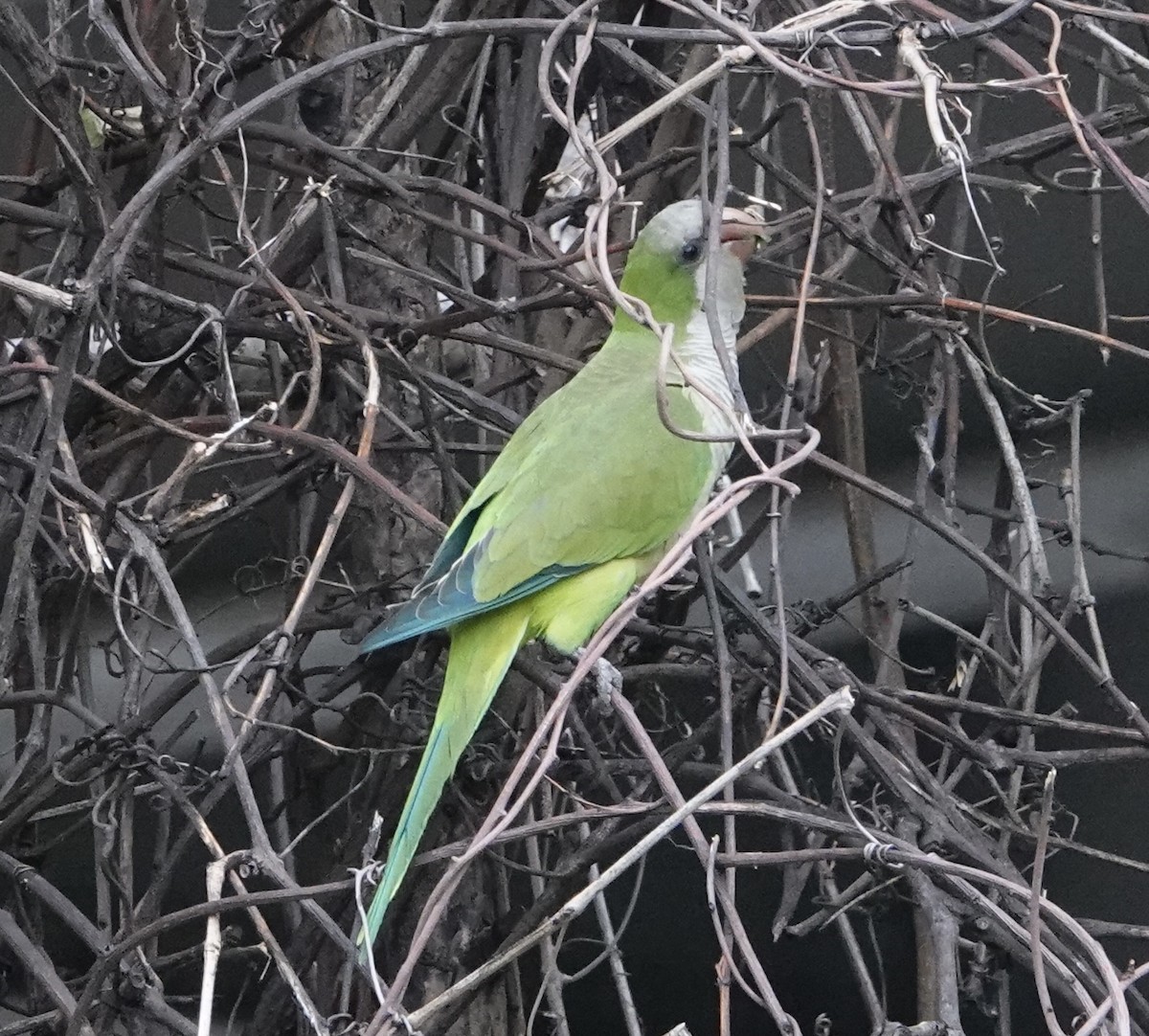 Monk Parakeet - ML581351741