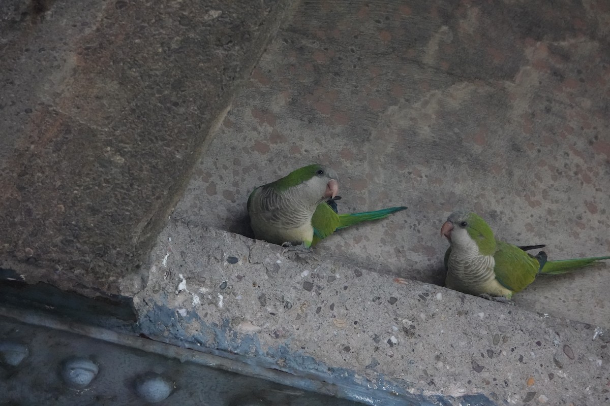 Monk Parakeet - ML581351751