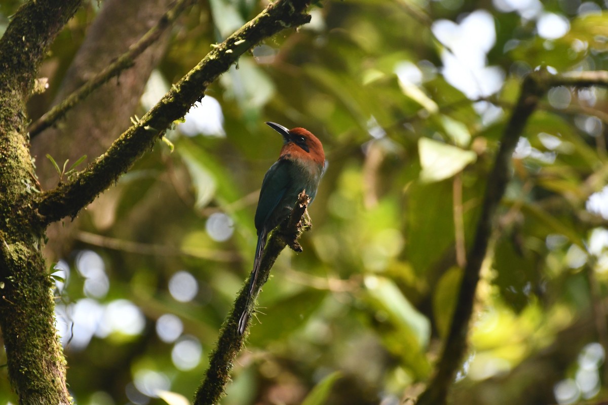 Motmot à bec large - ML581351771