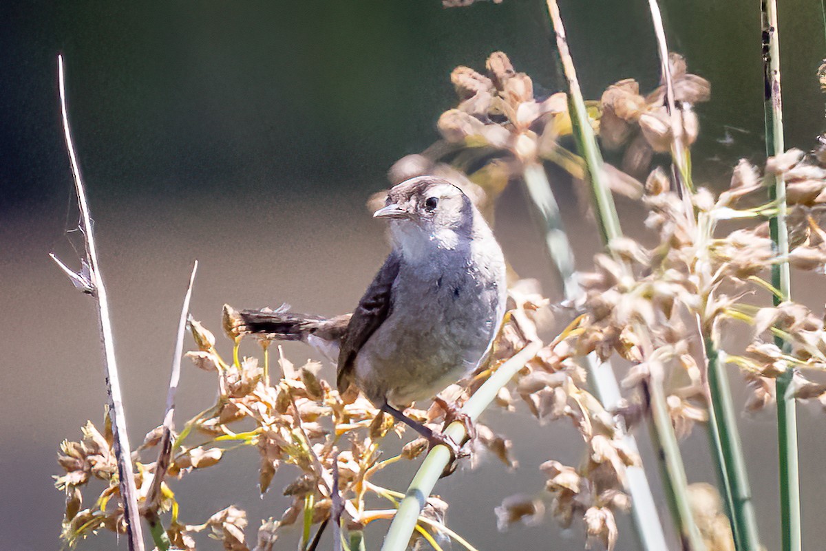 Marsh Wren - ML581351871