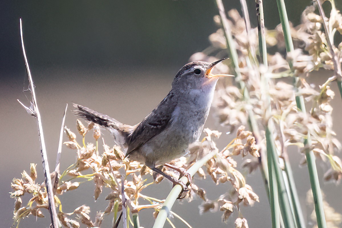 Marsh Wren - ML581351881