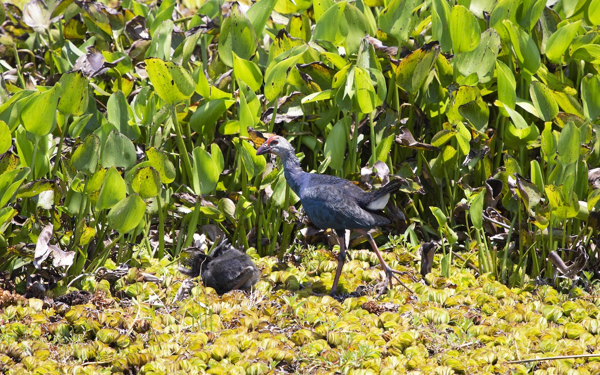 Gray-headed Swamphen - Levi Kelder