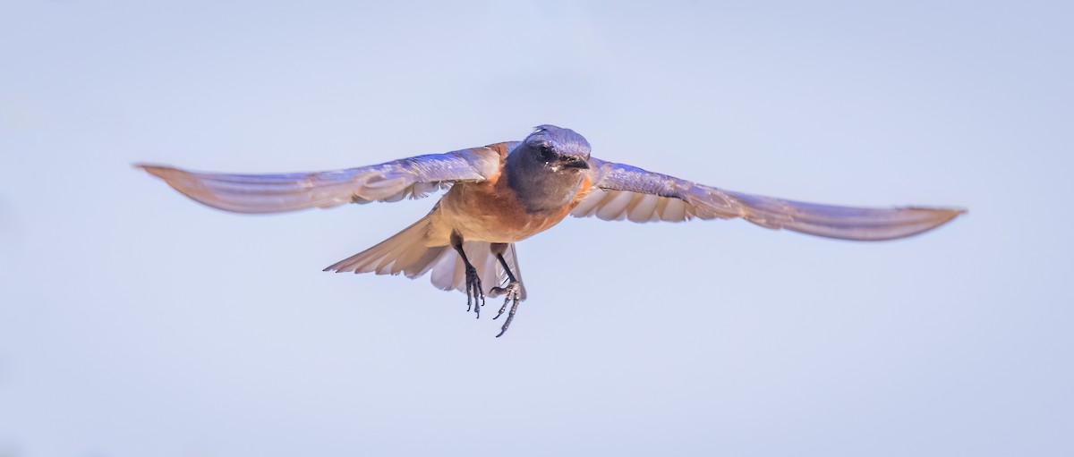 Western Bluebird - ML581352121