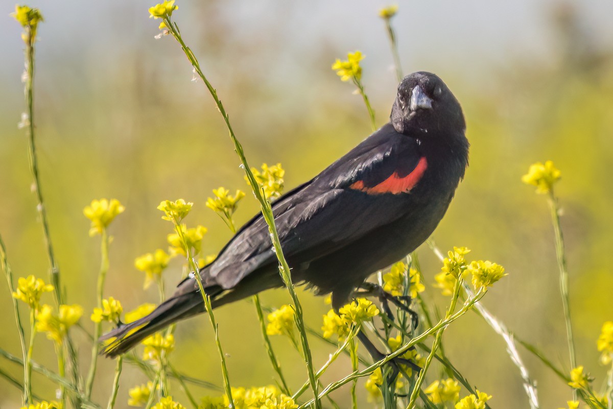 Red-winged Blackbird - ML581353031