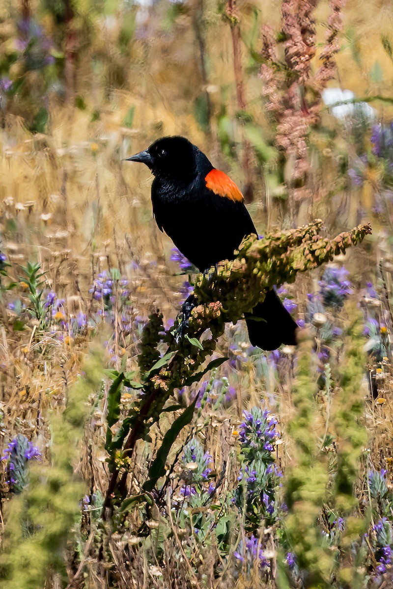 Red-winged Blackbird - ML581353041