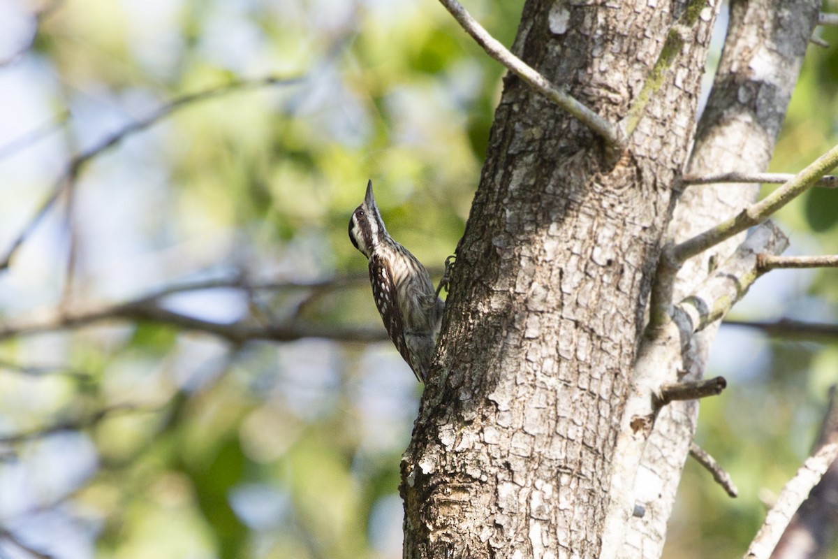 Sunda Pygmy Woodpecker - Levi Kelder