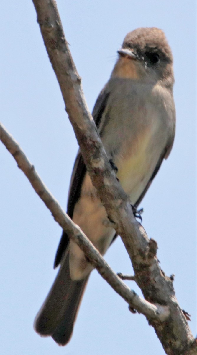 Western Wood-Pewee - ML581353321