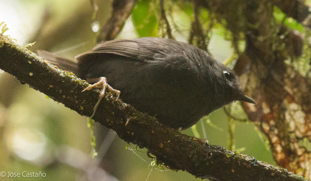 Paramillo Tapaculo - José Castaño