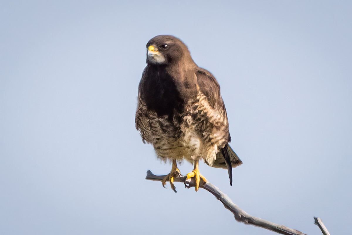 Swainson's Hawk - ML581355811