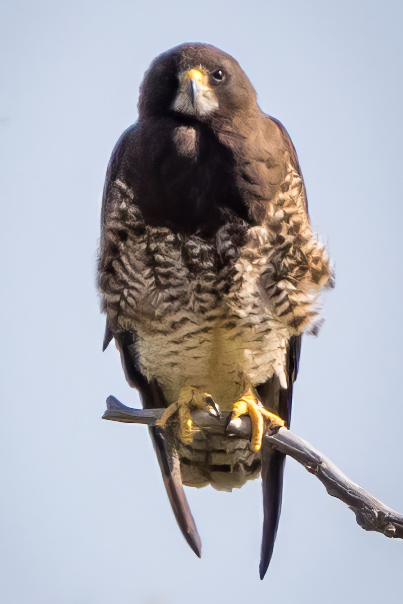 Swainson's Hawk - ML581355831