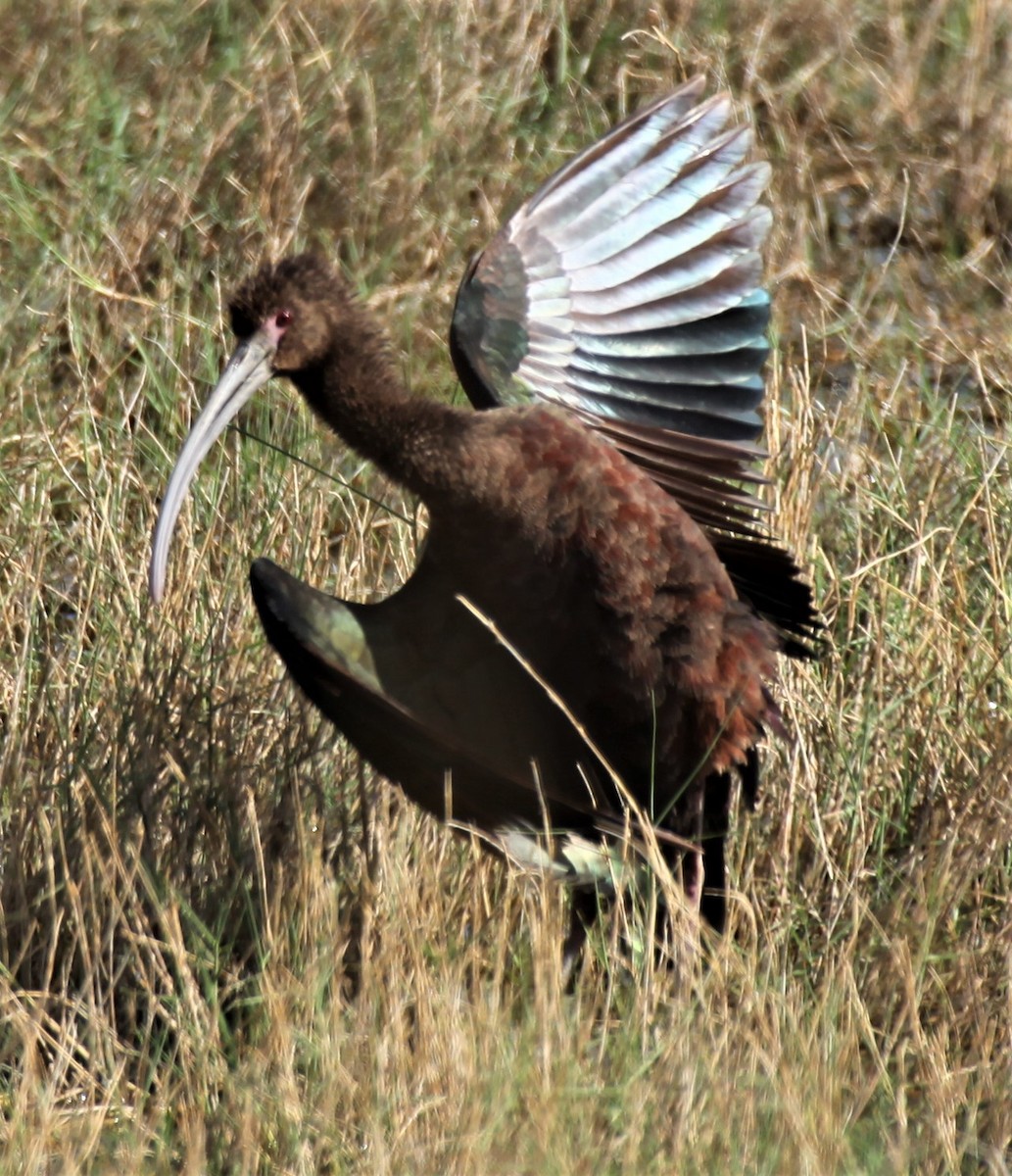 White-faced Ibis - Ken Lamberton