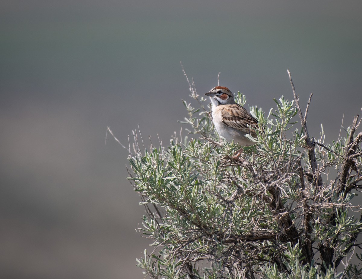 Lark Sparrow - ML581355951