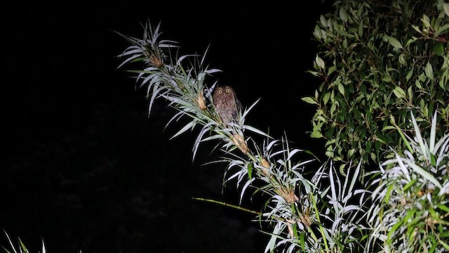 Bare-shanked Screech-Owl - ML581356051