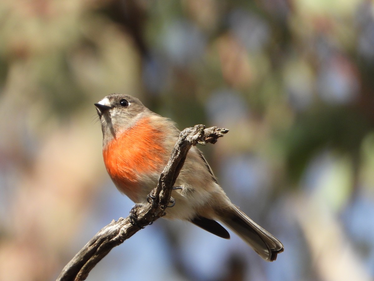 Scarlet Robin - ML581356301