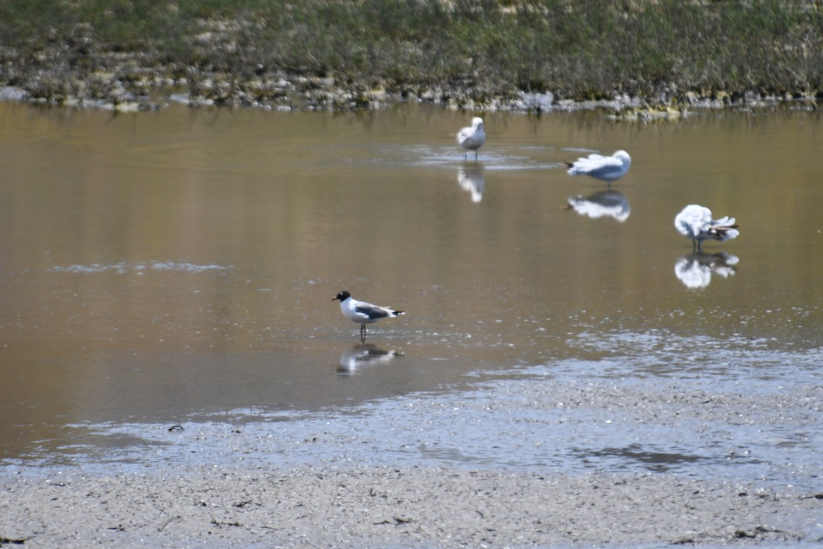 Franklin's Gull - Sam Sphire