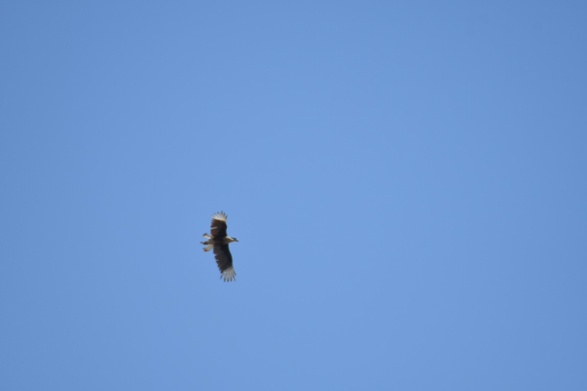 Crested Caracara - ML581358581