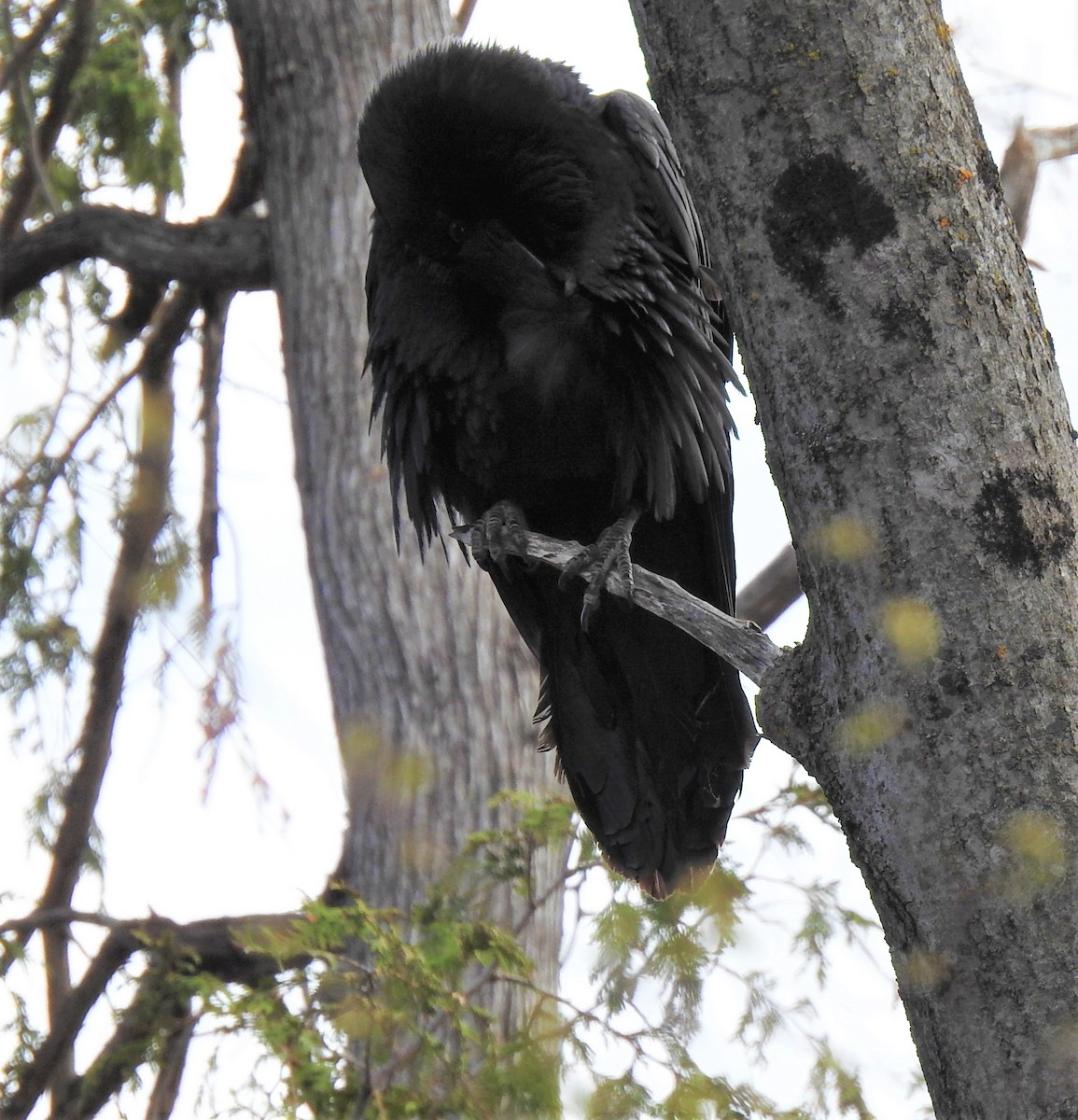 Common Raven - ML581359891