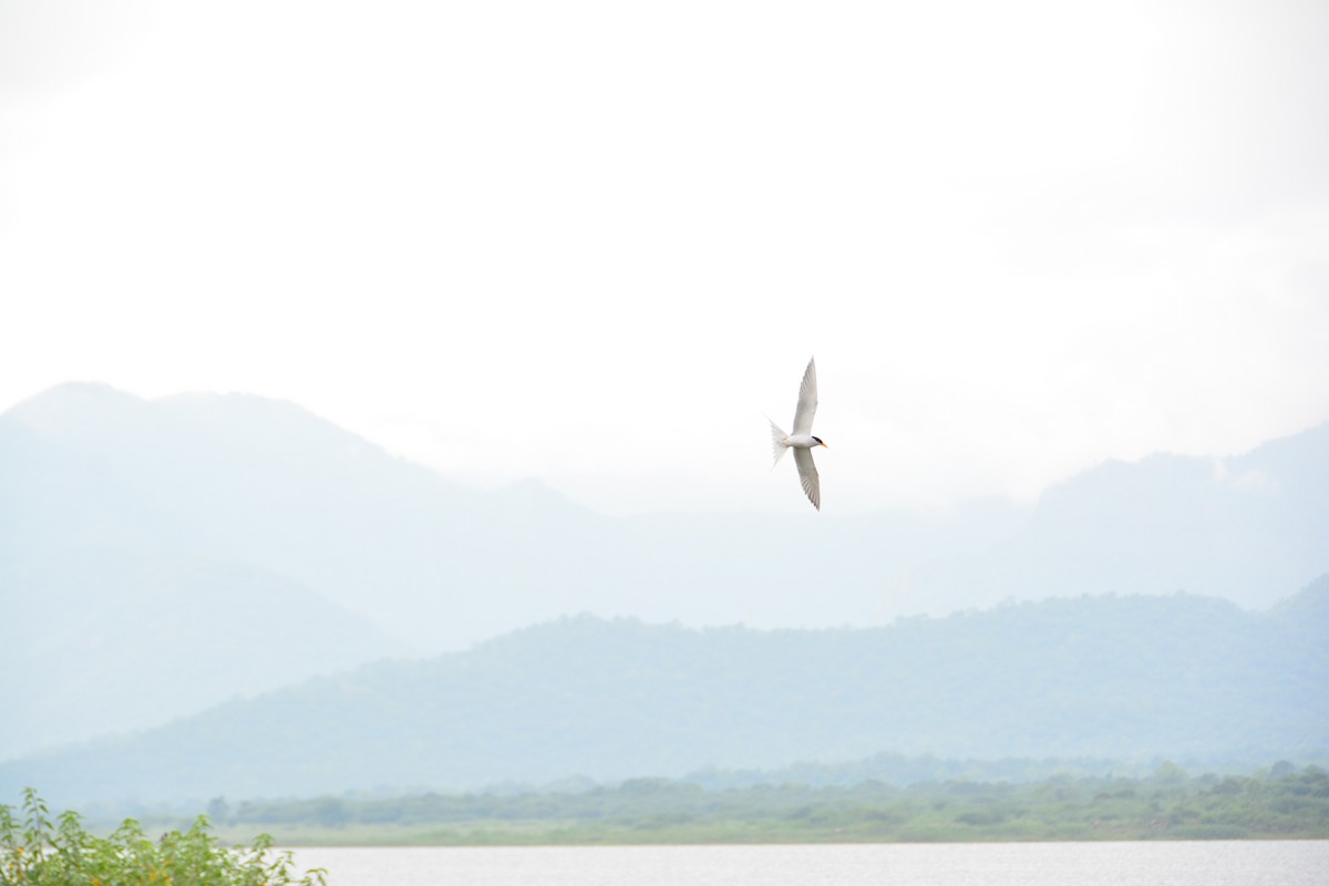 River Tern - ML58135991