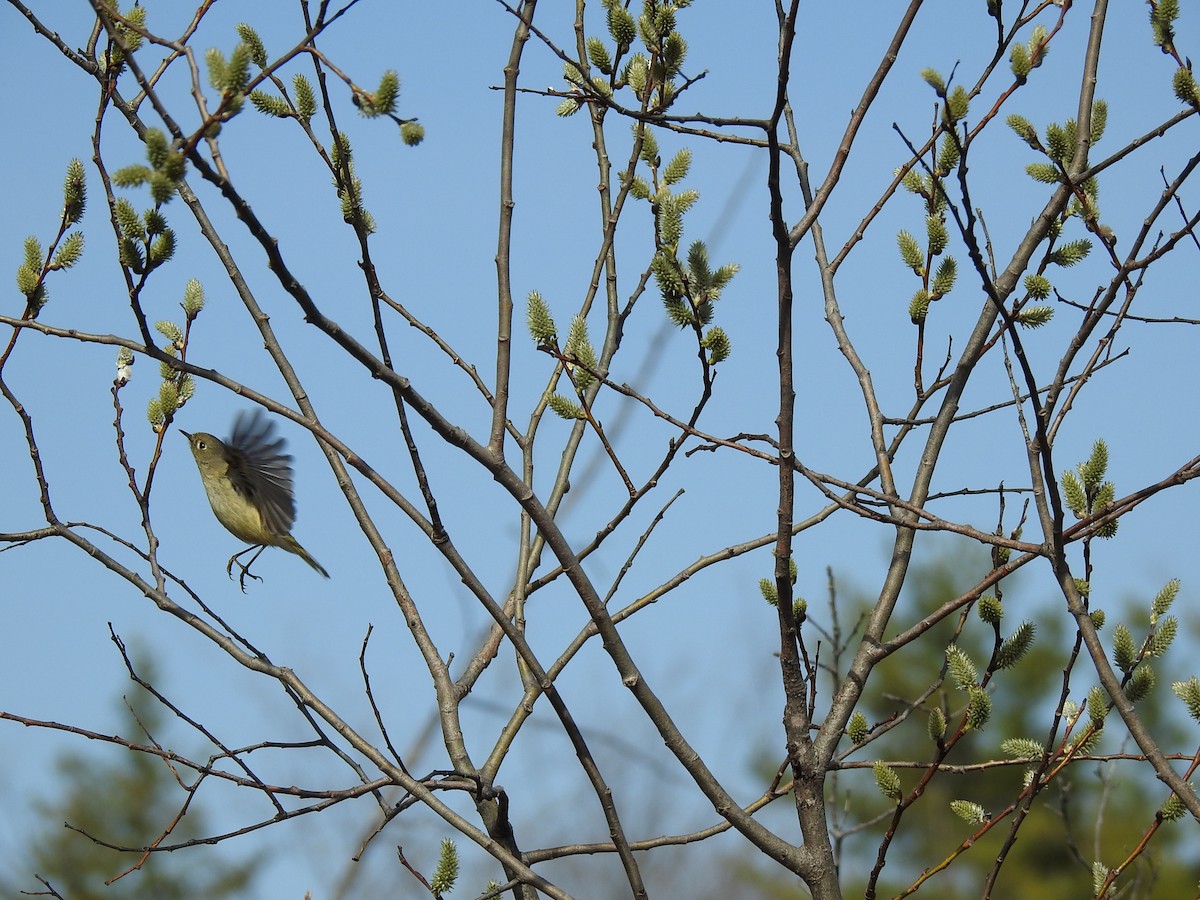 Roitelet à couronne rubis - ML581360251