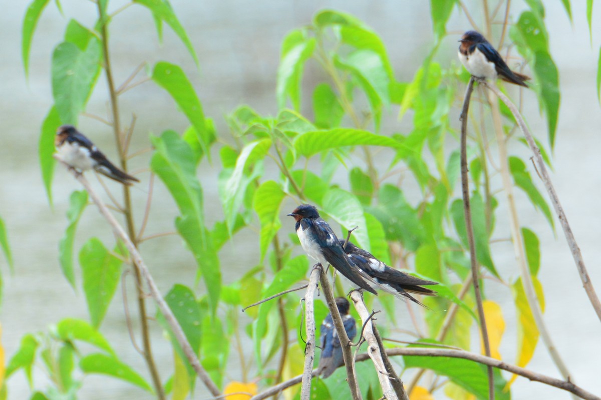 Barn Swallow - Renuka Vijayaraghavan