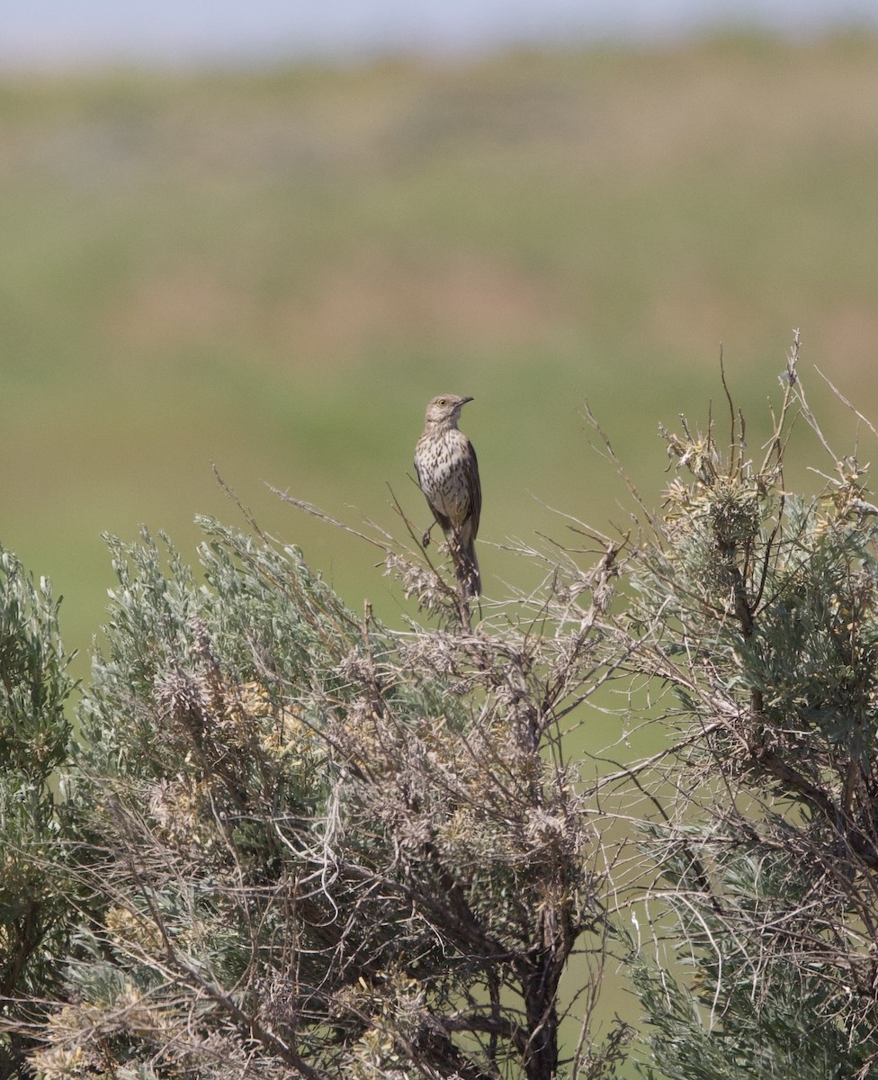 Sage Thrasher - ML581362001