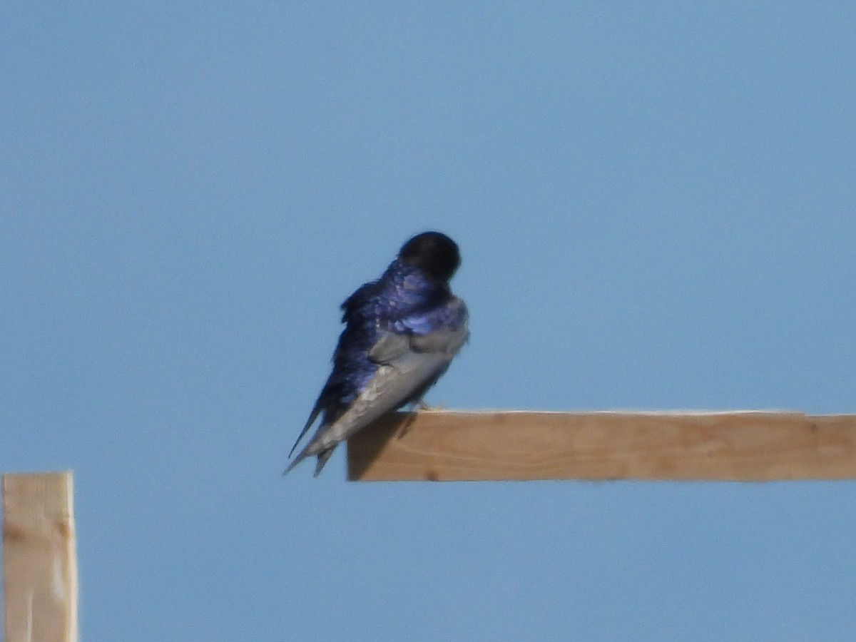 Purple Martin - ML581362511