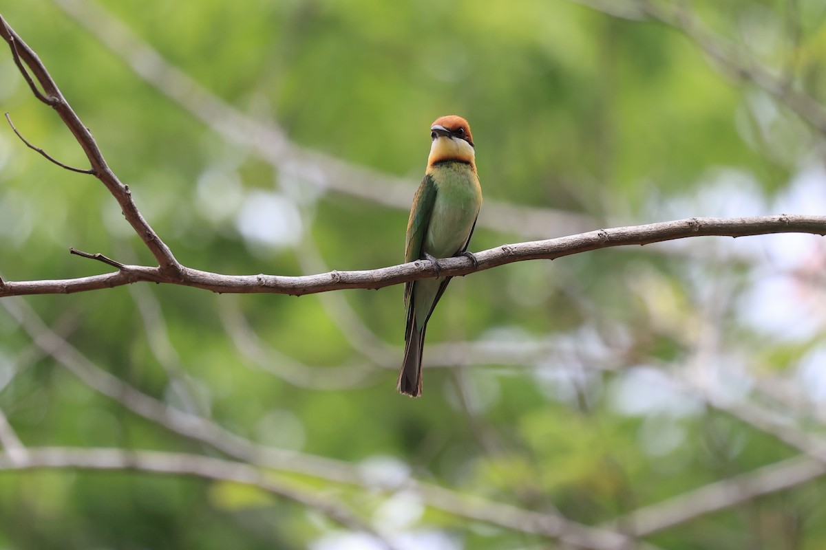 Chestnut-headed Bee-eater - ML581363251