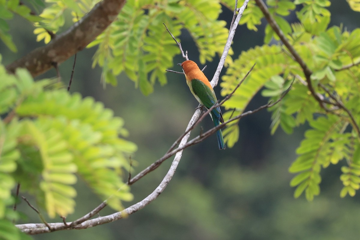 Chestnut-headed Bee-eater - ML581363271