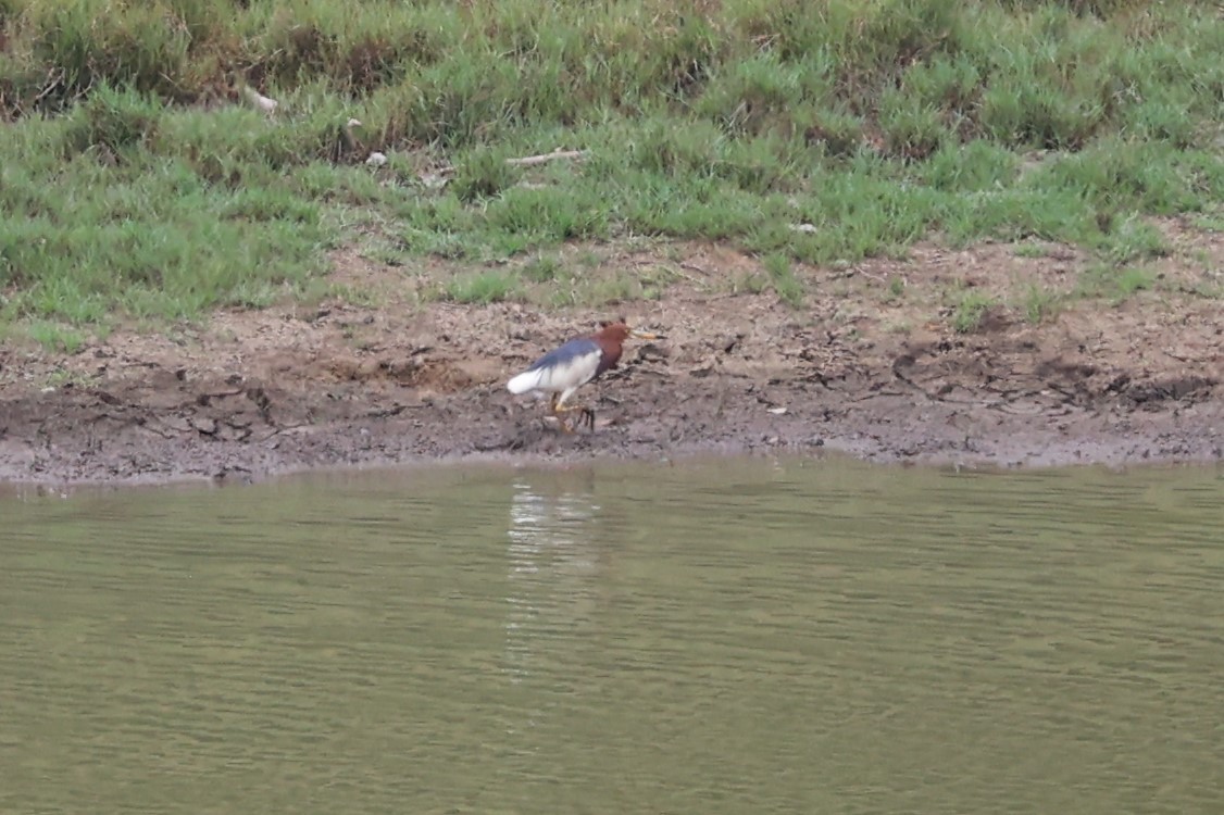 Chinese Pond-Heron - ML581363361