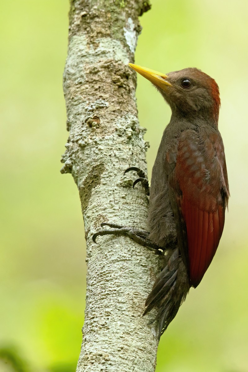 Maroon Woodpecker - ML581363581