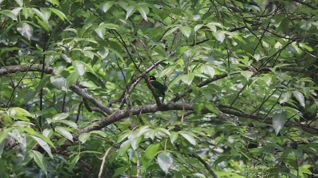 Long-tailed Broadbill - ML581363701