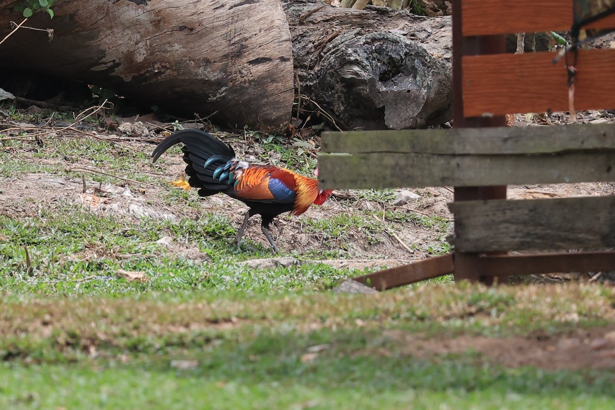 Red Junglefowl - ML581363791