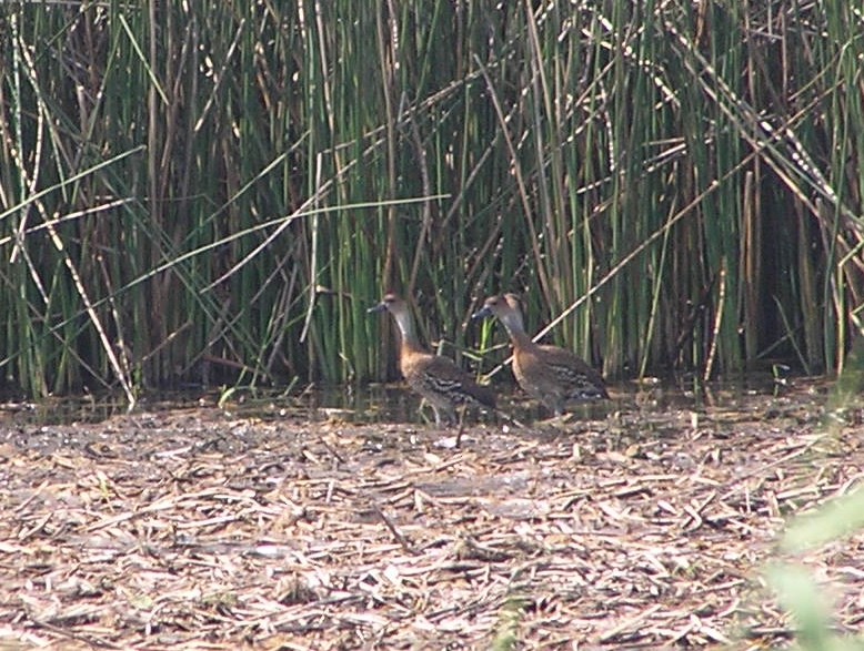 West Indian Whistling-Duck - ML581364251