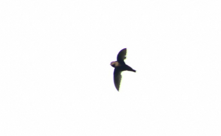 Gray-rumped Swift - ML581365011