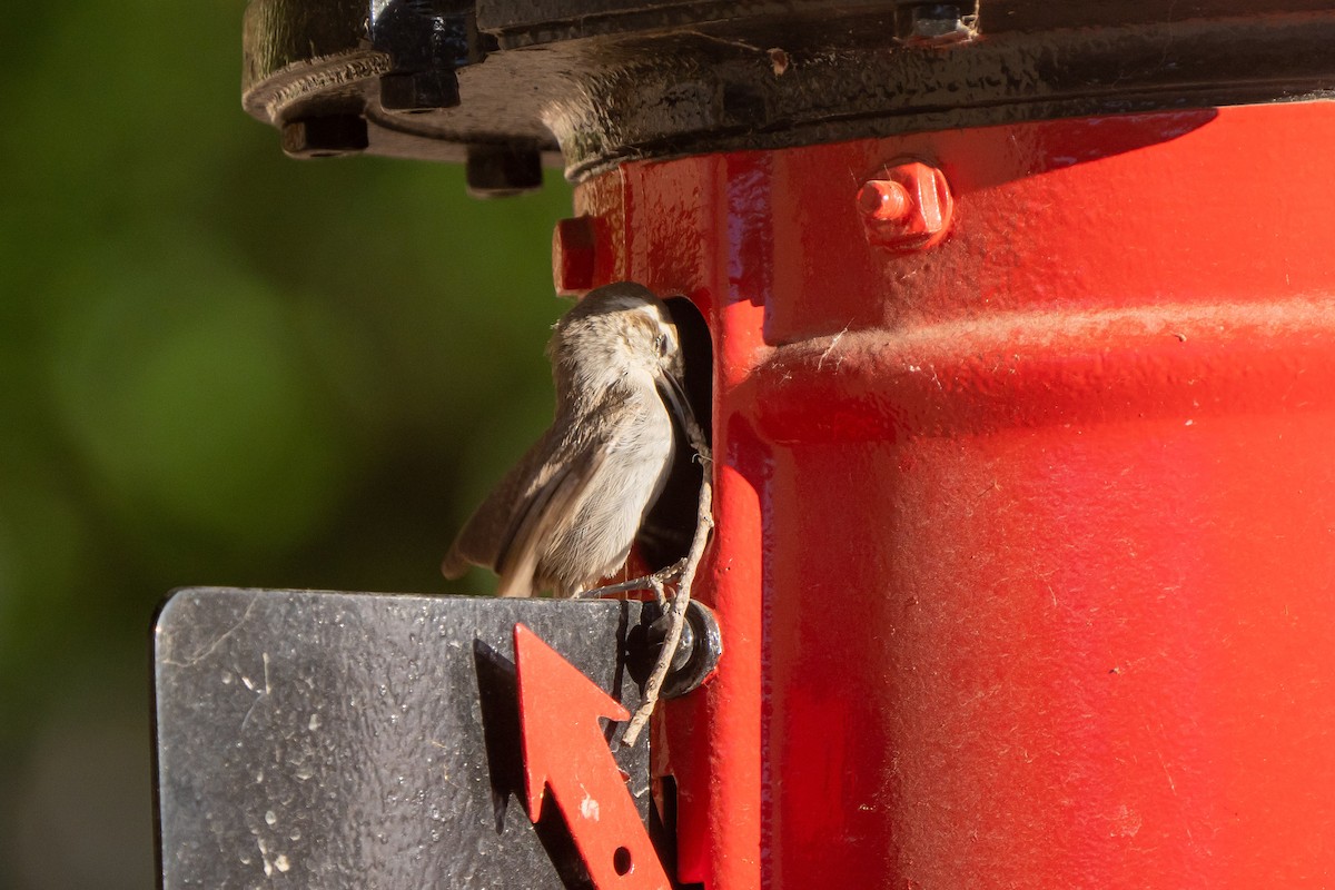 Bewick's Wren - ML581365211