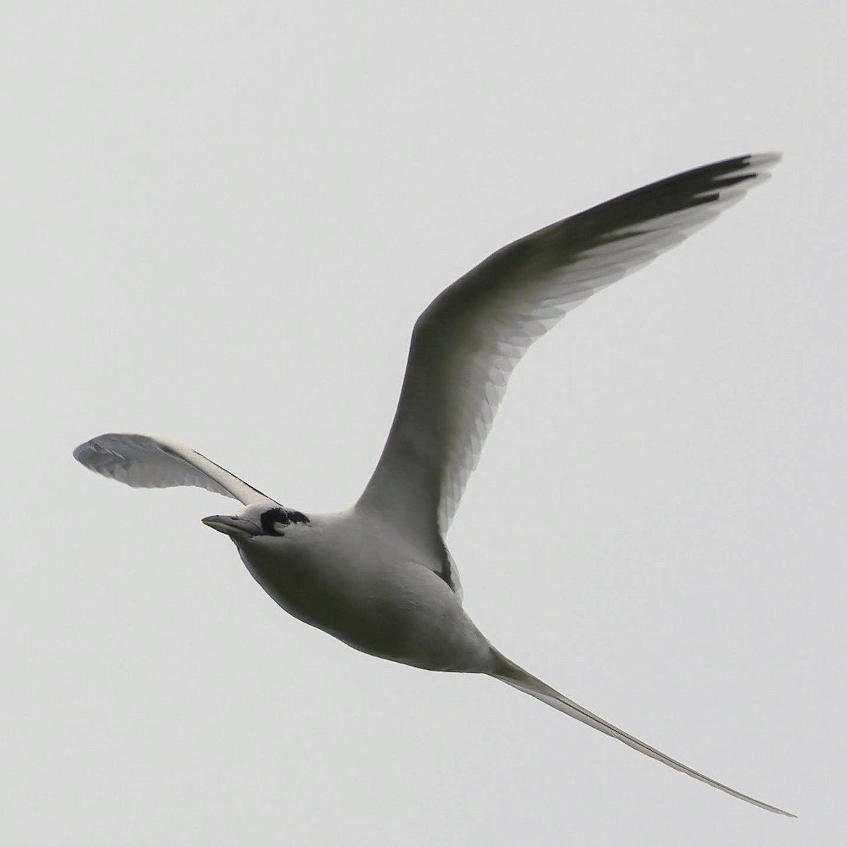White-tailed Tropicbird - ML581365871