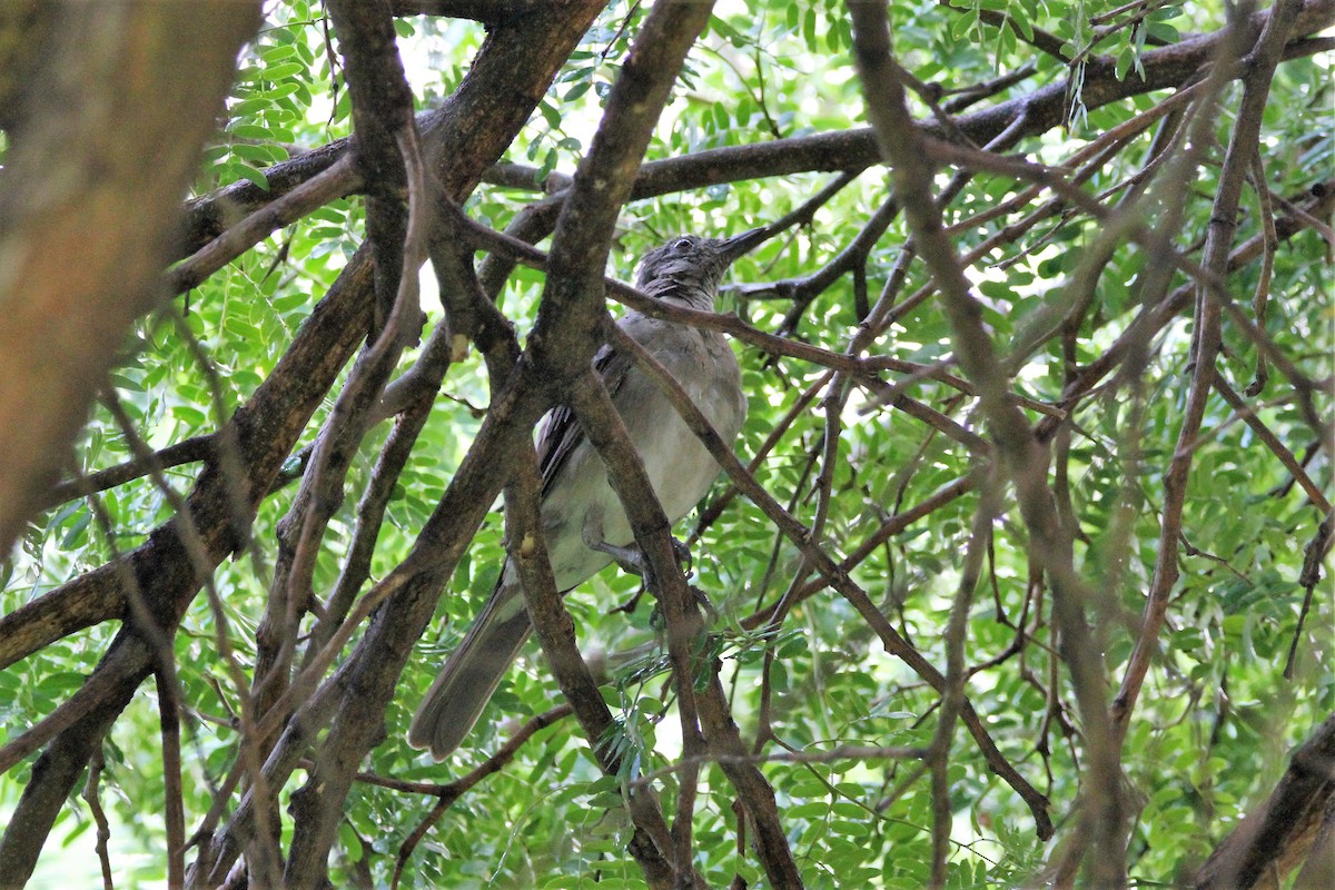 Black-billed Thrush - ML581367181