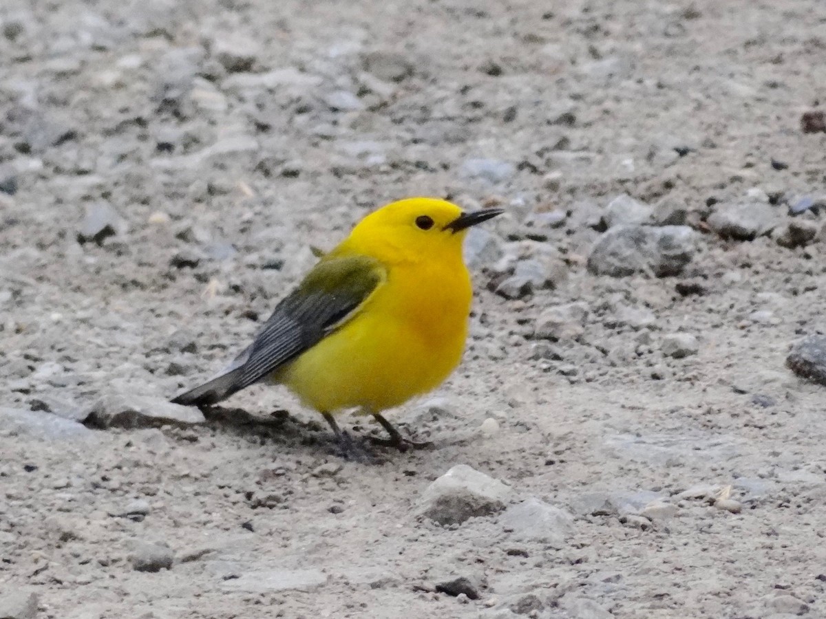 Prothonotary Warbler - ML58136791