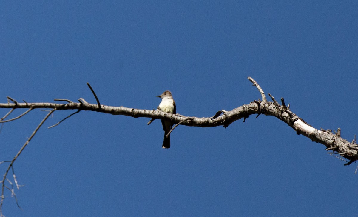 Ash-throated Flycatcher - ML581367921