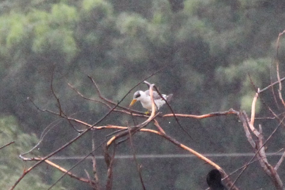 Large-billed Tern - Oscar  Diaz