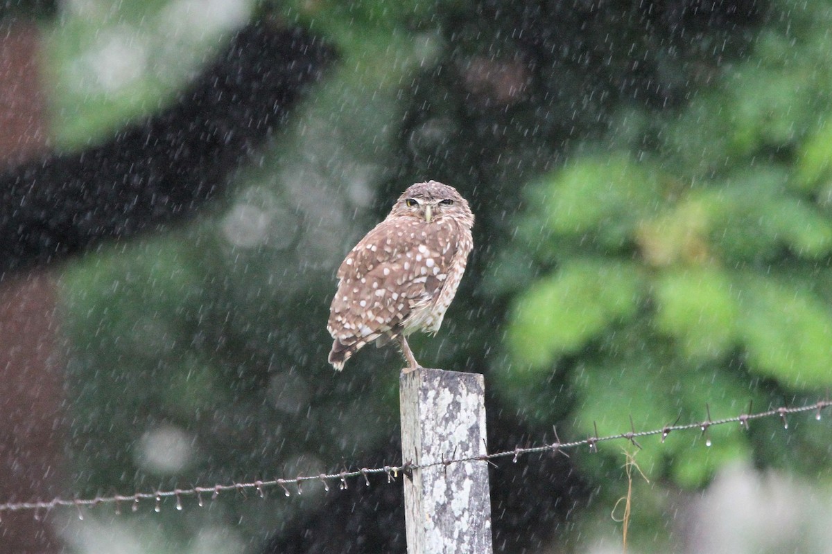 Burrowing Owl - Oscar  Diaz