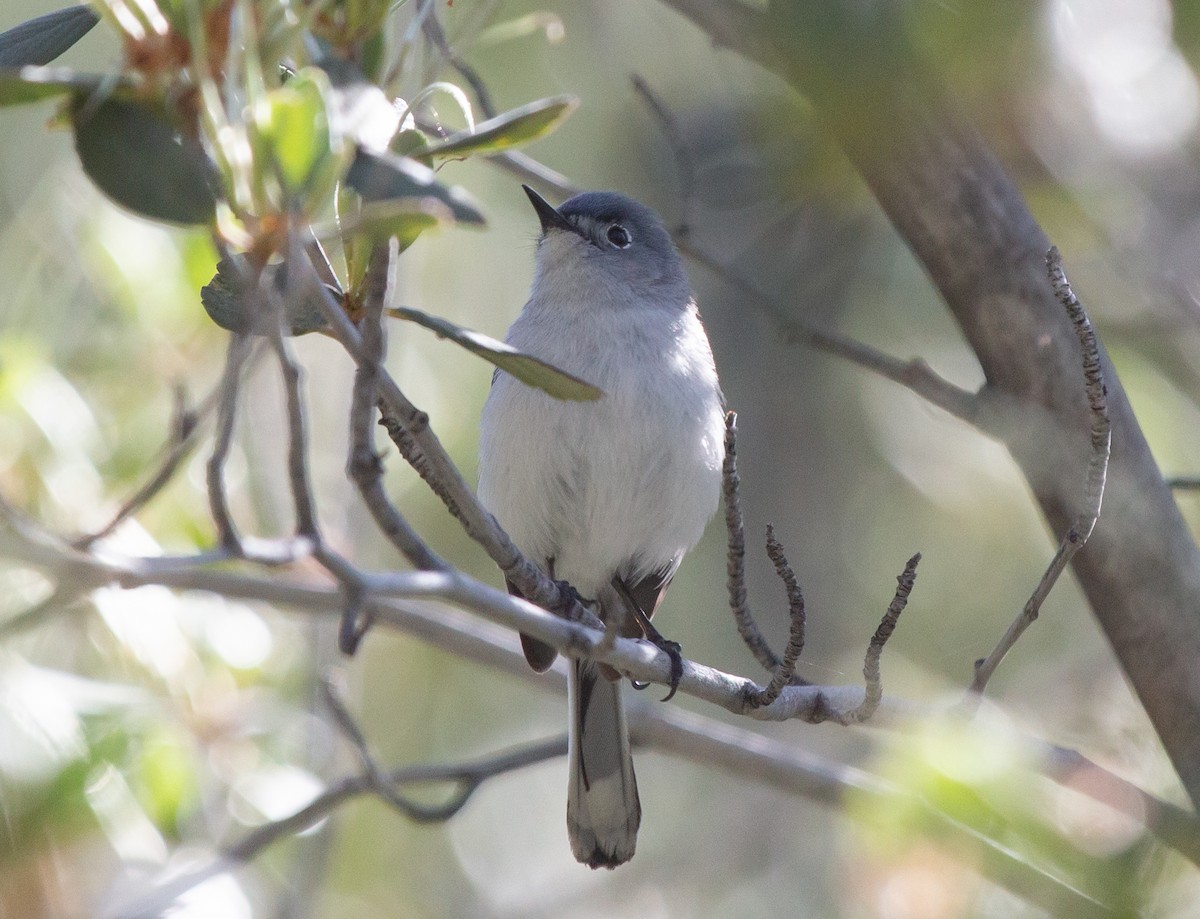 Blue-gray Gnatcatcher - ML581368451