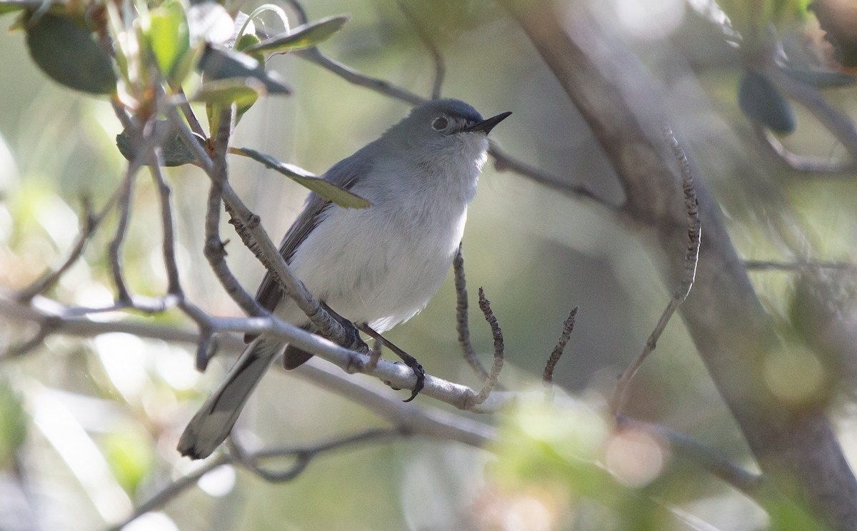 Blue-gray Gnatcatcher - ML581368581