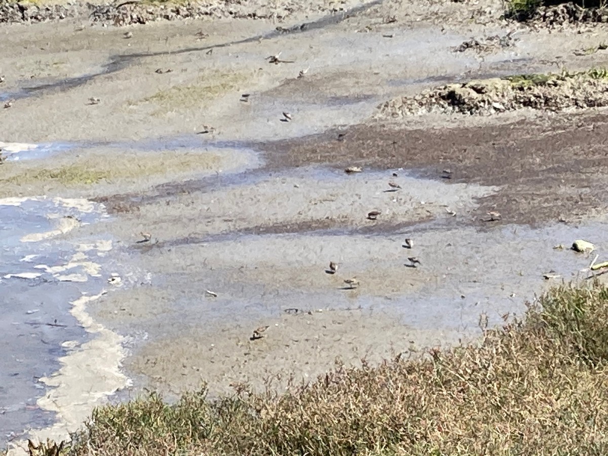 Least Sandpiper - California Redwood