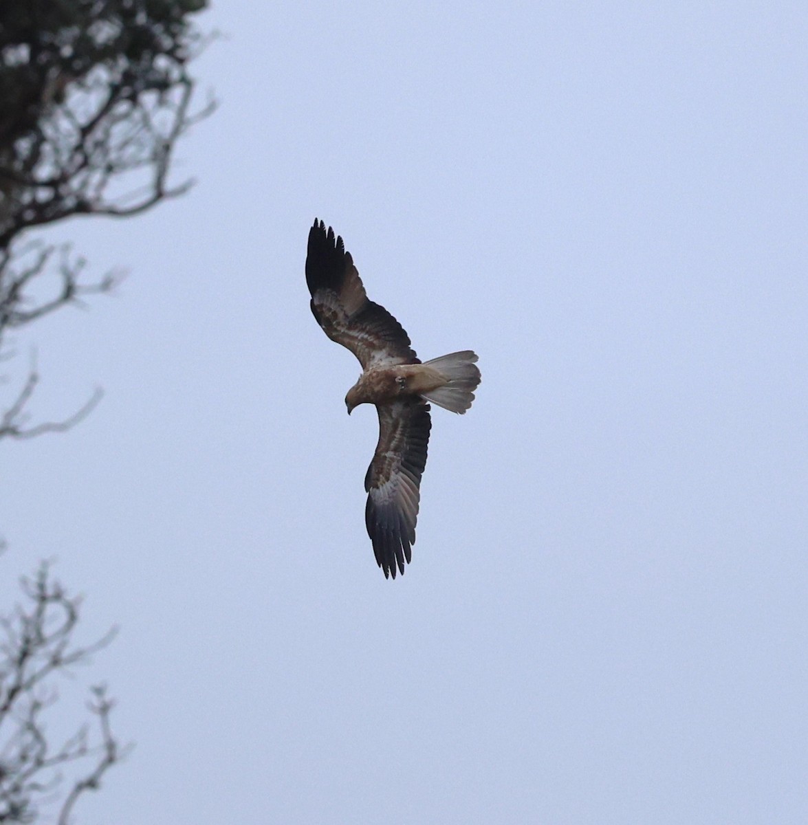 Whistling Kite - ML581369351