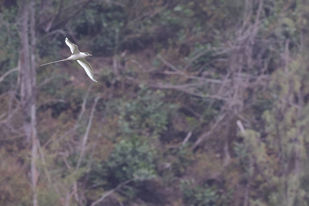 White-tailed Tropicbird - Keith Leland
