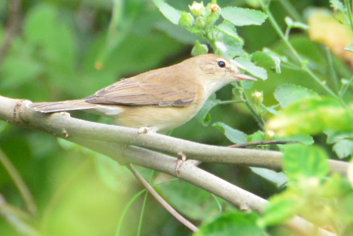 Sykes's Warbler - Renuka Vijayaraghavan