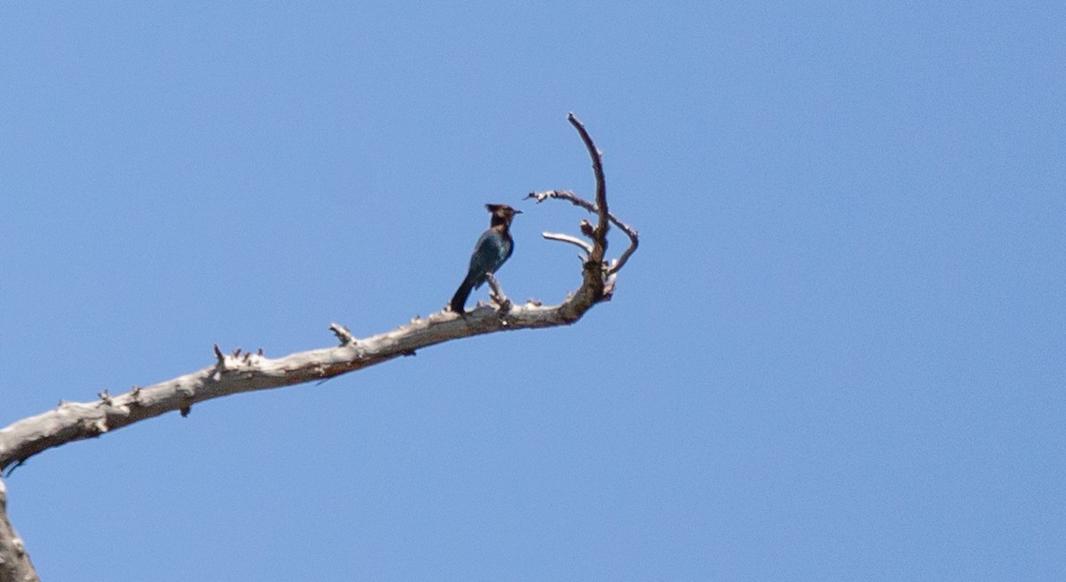 Steller's Jay - ML581370261